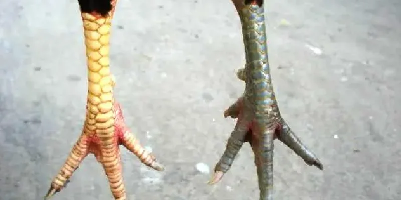 Vảy Dặm Ngón Chúa - Tuyệt Chiêu Chọn Gà Chuẩn Xác Nhất 2 vay-dam-ngon-chua-cac-loai