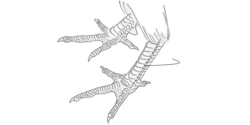 Vảy Kích Biên - Gà Chọi Mang Vảy Này Thi Đấu Ra Sao? 2 Vảy kích biên cách nhận biết