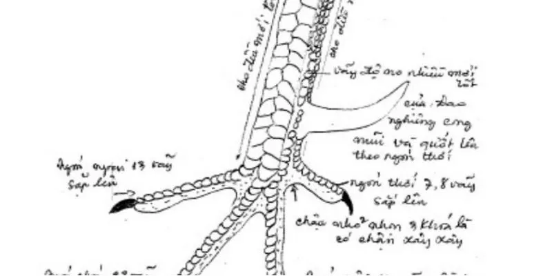 Vảy Kích Biên - Gà Chọi Mang Vảy Này Thi Đấu Ra Sao? 3 Vảy kích biên ưu điểm